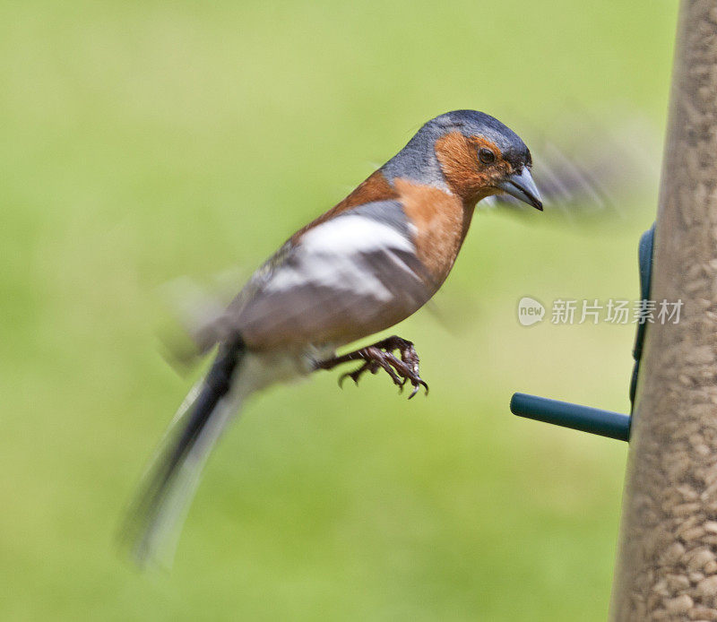 雄性苍头燕雀(Fringilla coelebs)落地